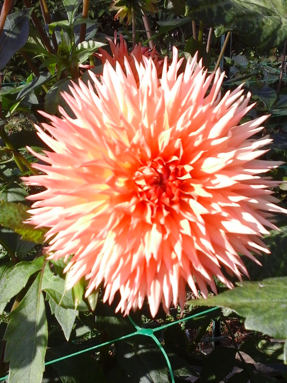 Le Soleil en maison 12 Astree Compagnie Astrologie