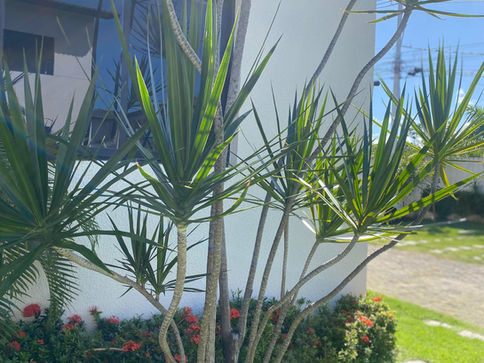 jardinagem e paisagismo em salvador