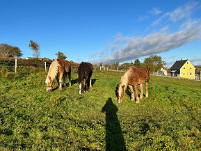 IMG_8031.jpeg