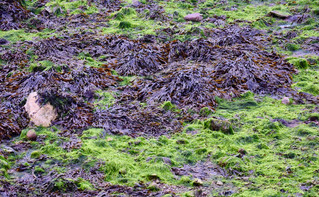 Low tide scape at Shaldon