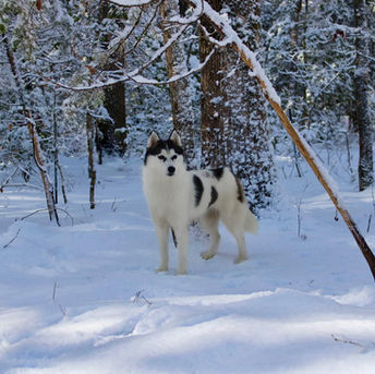 black and white piebald
