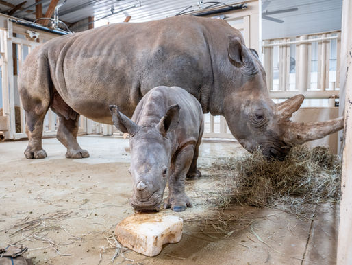 Rolling Hills Zoo welcomes Creed the Rhino .