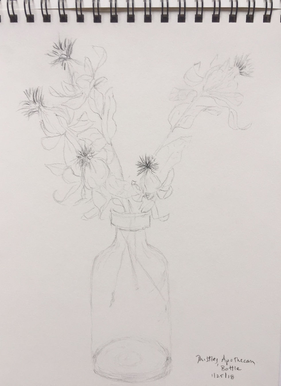 Sketch of thistles