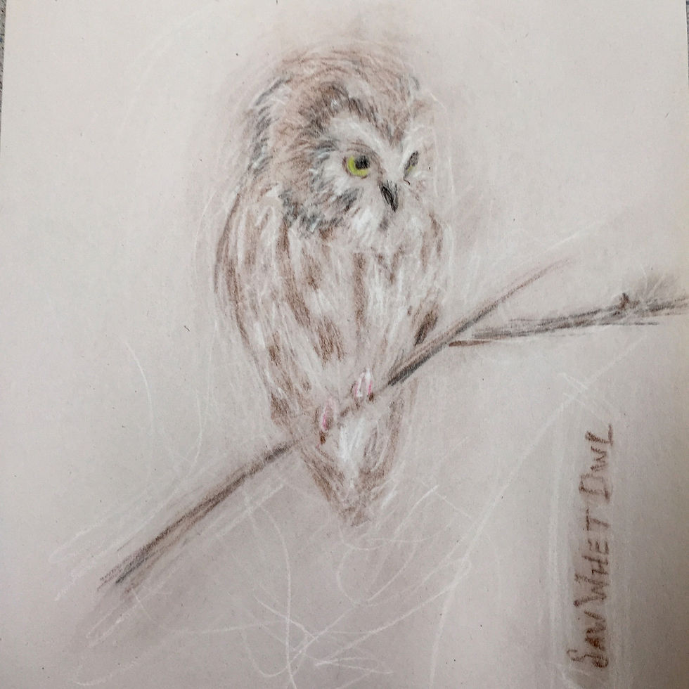 Saw Whet Owl, II