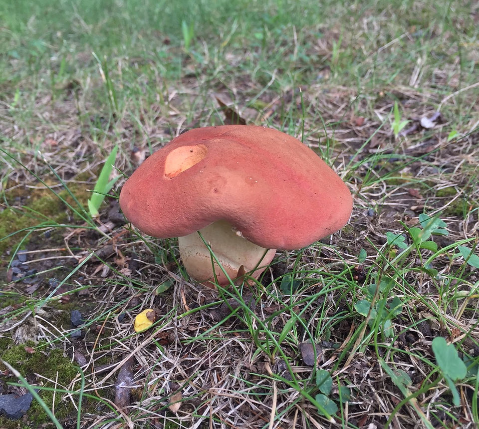 red mushroom_edited