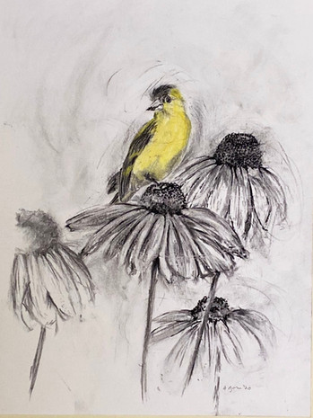 Goldfinch in charcoal
