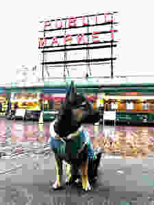 Chihuahua Mix, Lincoln, in front of the PIke's Place sign