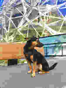 Chihuahua Mix, Lincoln, in front of Amazon Spheres