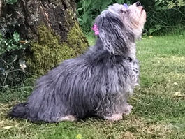 Precious Pup is STILL MISSING --Since October! NEW TIP LINE Please help her come home!