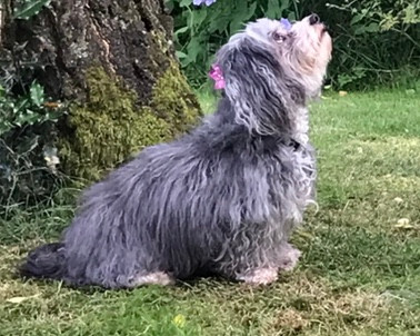 Havanese pup looking up with bow.
