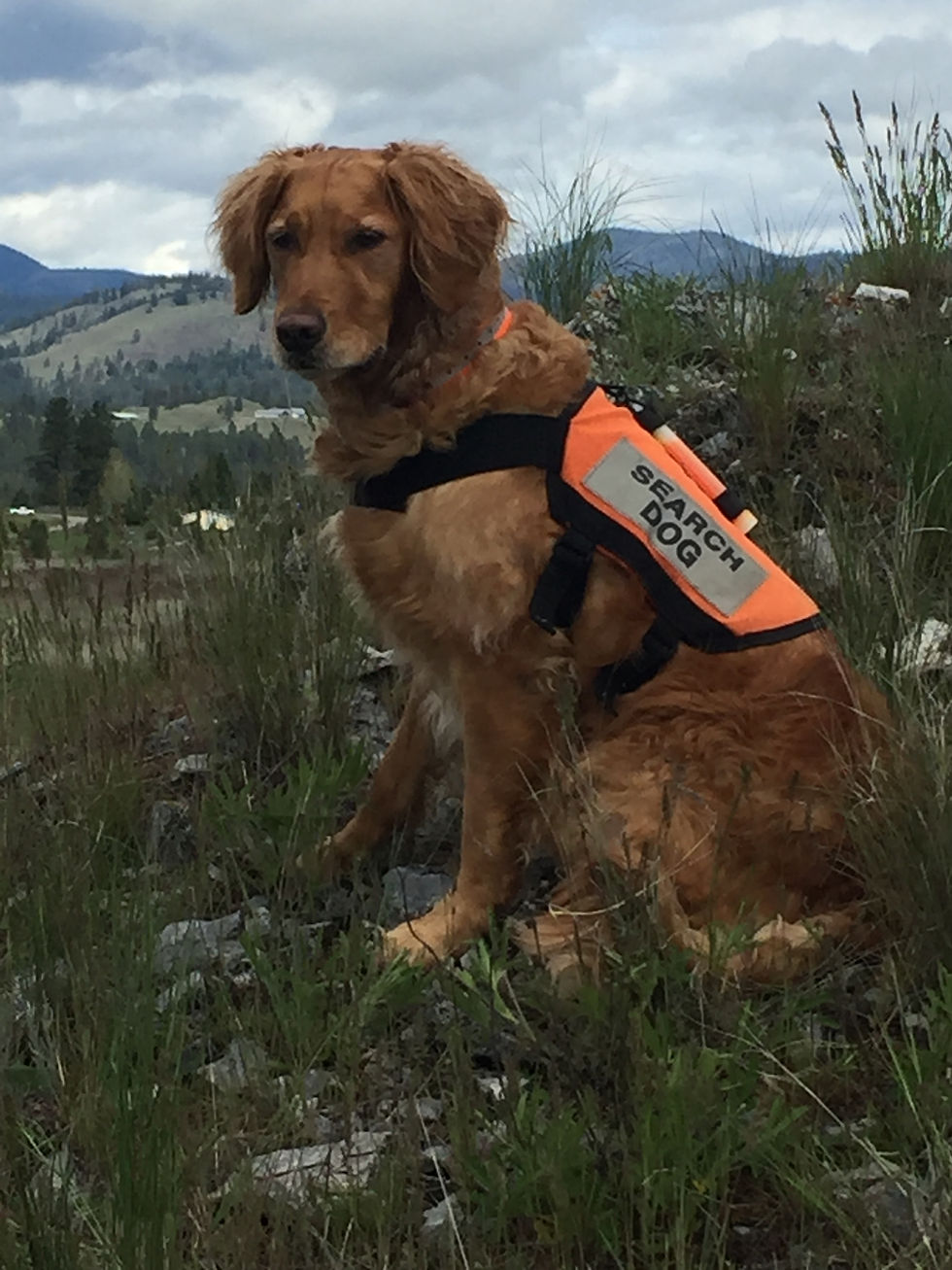 Search & Rescue K9 Ruger on mountain