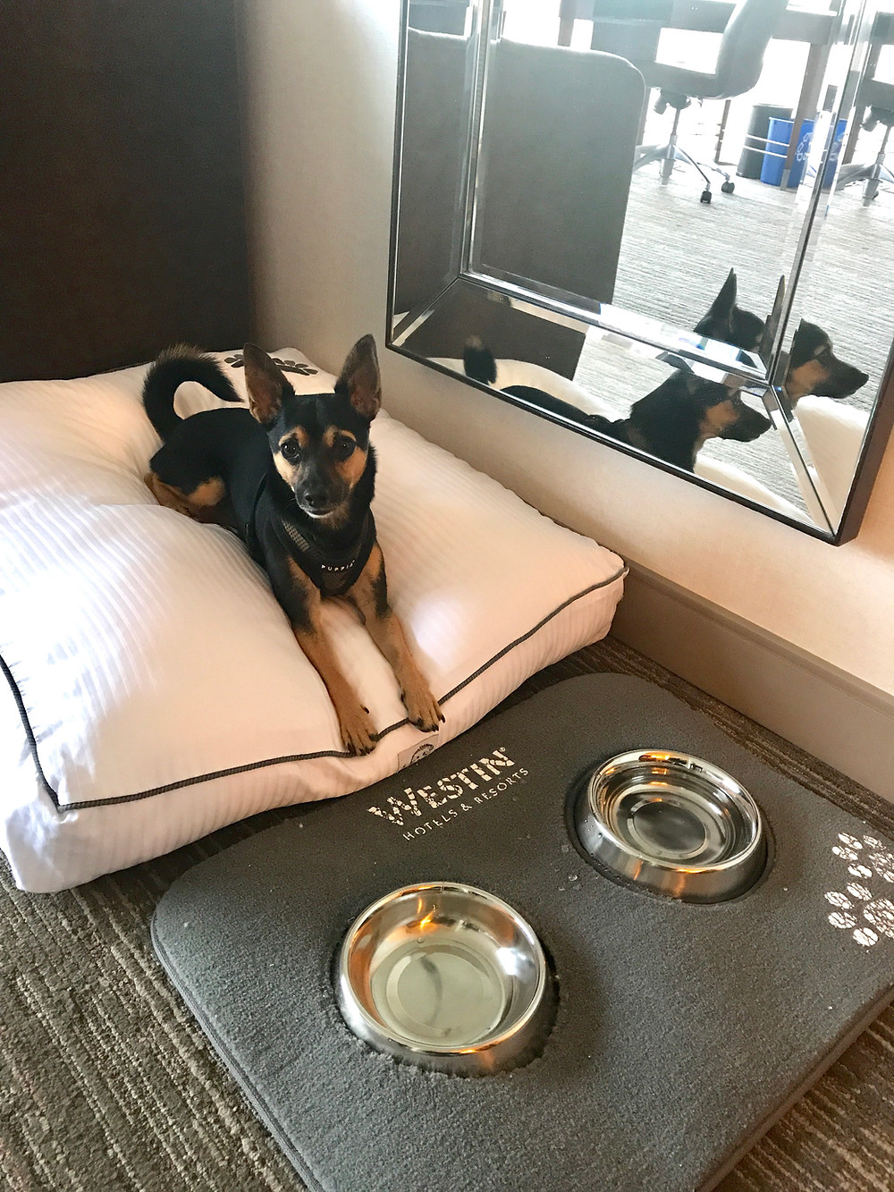 Chihuahua Mix, Lincoln, in Westin Hotel Room