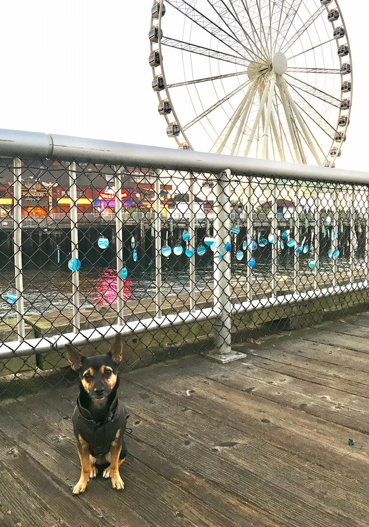 Chihuahua Mix, Lincoln, in Ferris Wheel in Seattle