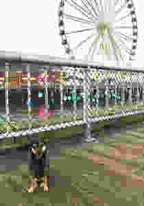 Chihuahua Mix, Lincoln, in Ferris Wheel in Seattle
