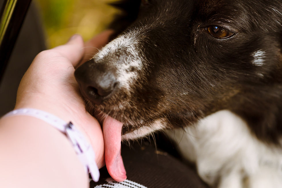 border collie licking hand