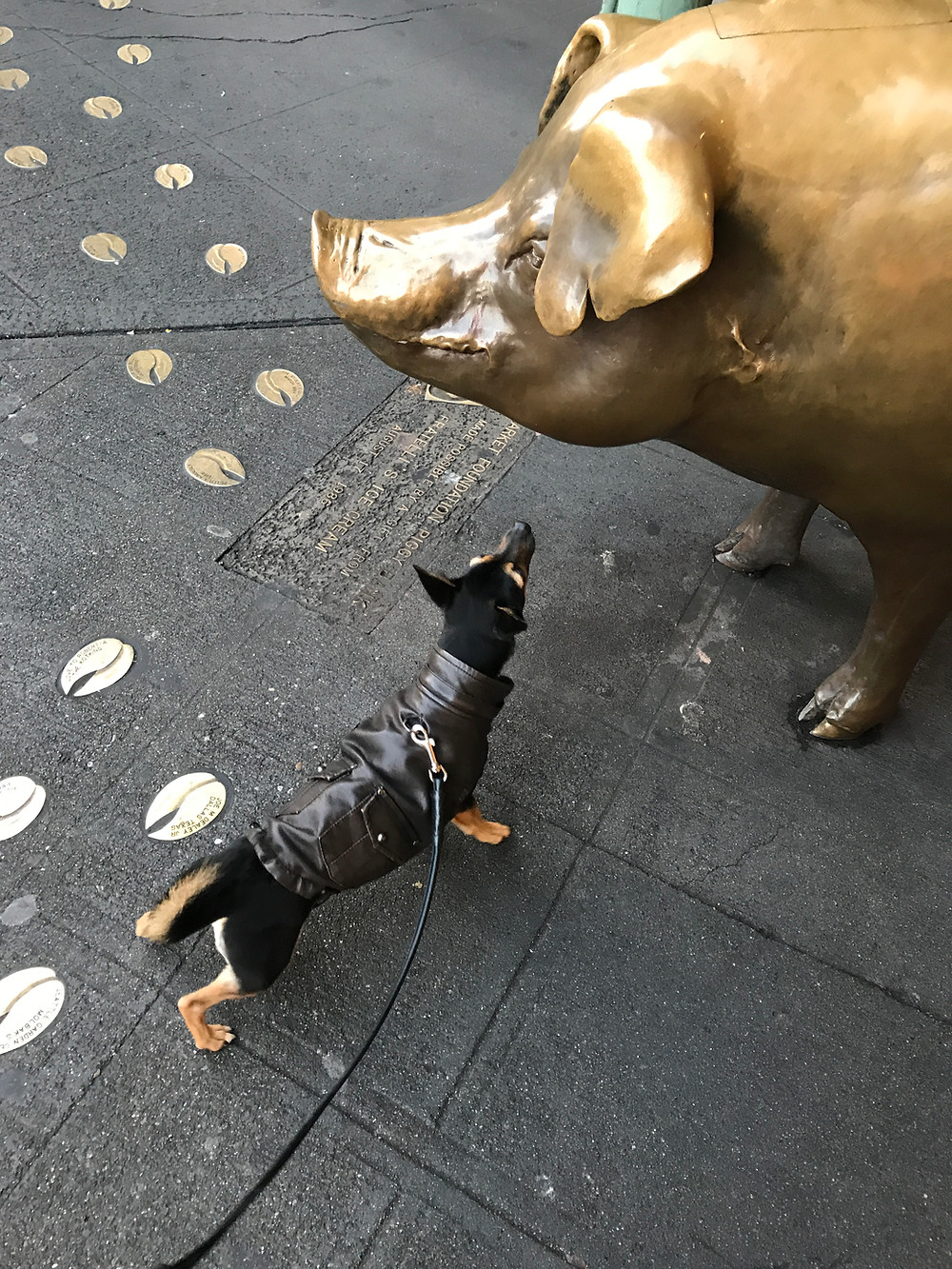 Chihuahua Mix, Lincoln, in front of the PIke's Place Pig