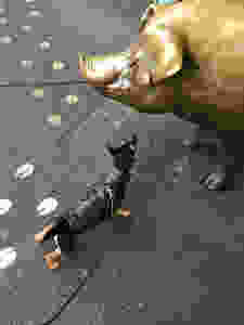 Chihuahua Mix, Lincoln, in front of the PIke's Place Pig
