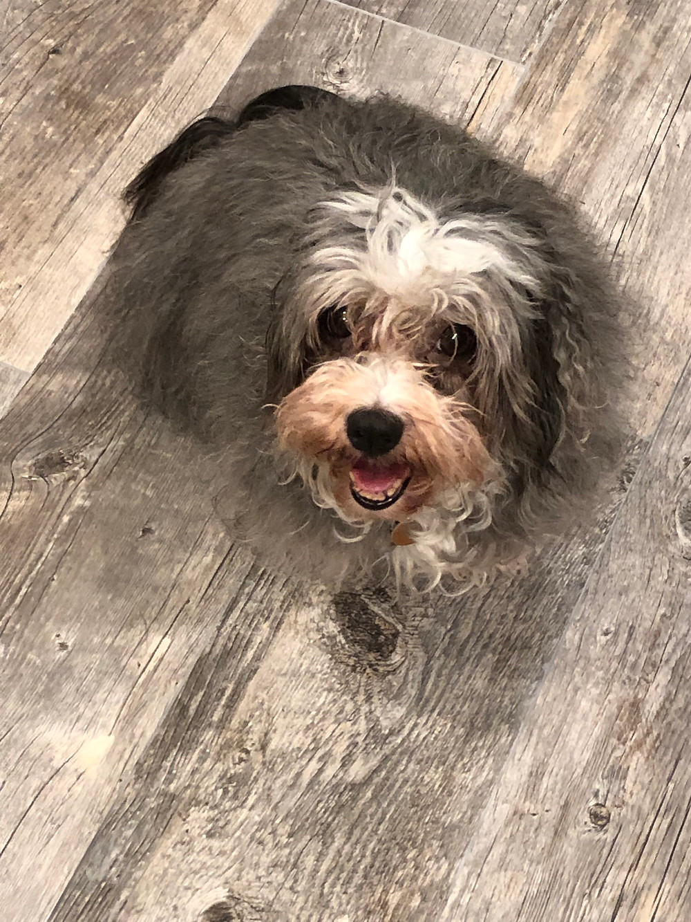 Havanese pup looking at the camera