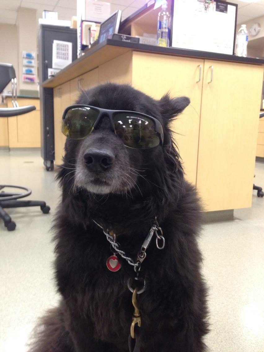 Louie -black dog in sunglasses at vet office