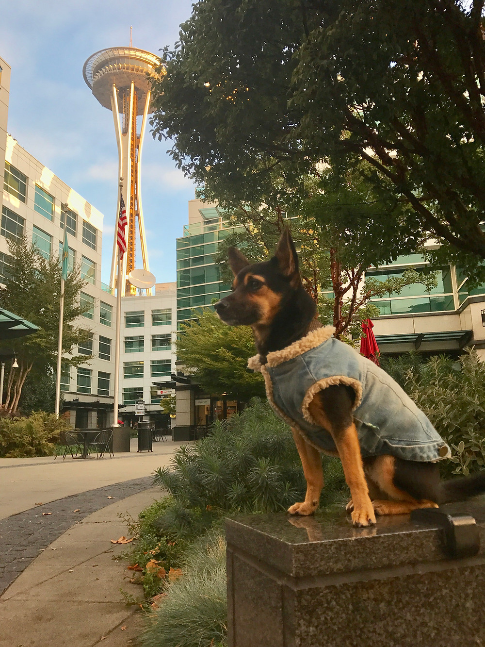 Chihuahua Mix, Lincoln, in front of the Seattle Space Needle