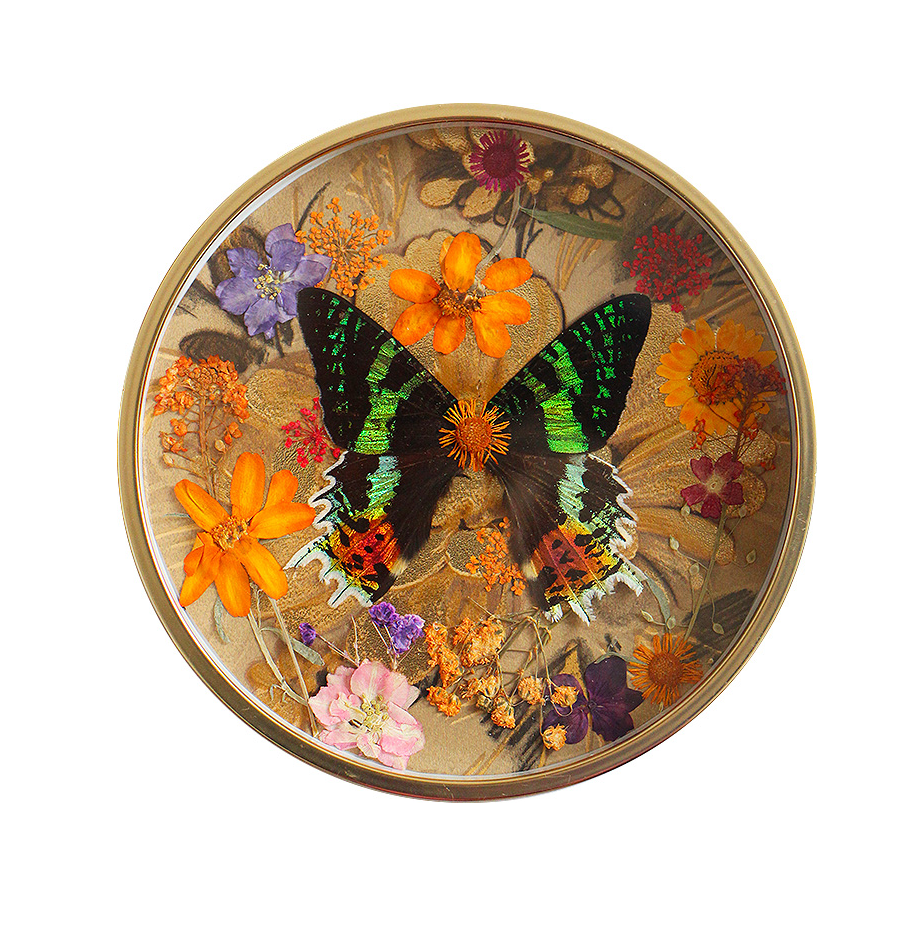 Papillon ailes d'urania