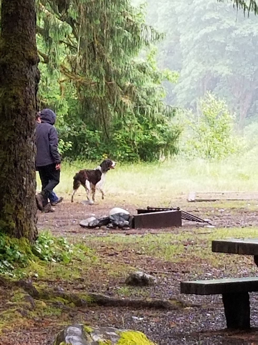 Dog in Campround