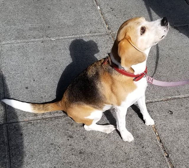Beagle looking up