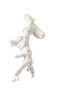 貝殻2.png