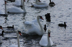 IMG_1534.JPG