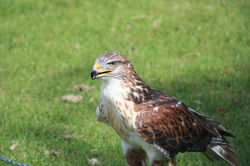IMG_1622.JPG