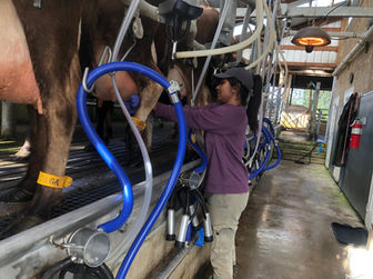 Working in our Creamy Cow Dairy