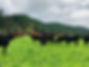 Cows grazing in the field at Deck Family Farm. Certified Organic livestock farm serving Eugene to Portland, OR, focused on regenerative farming and sustainable grazing practices.