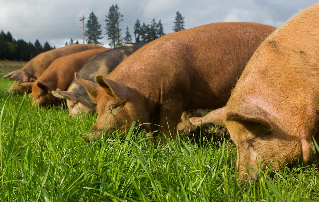 Red Waddles grazing
