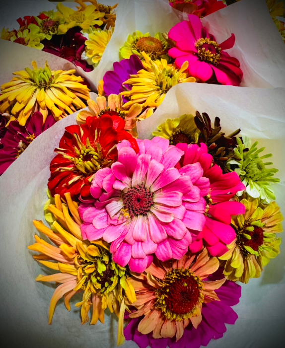 Writer: Aleathia Heimlich