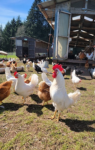 Crowing and parading around his hens.