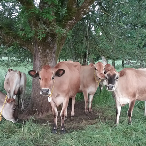 Creamy Cow Dairy Strategy for Bird Flu