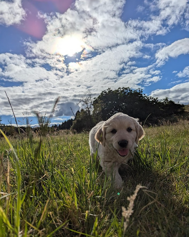 Exploring in the field