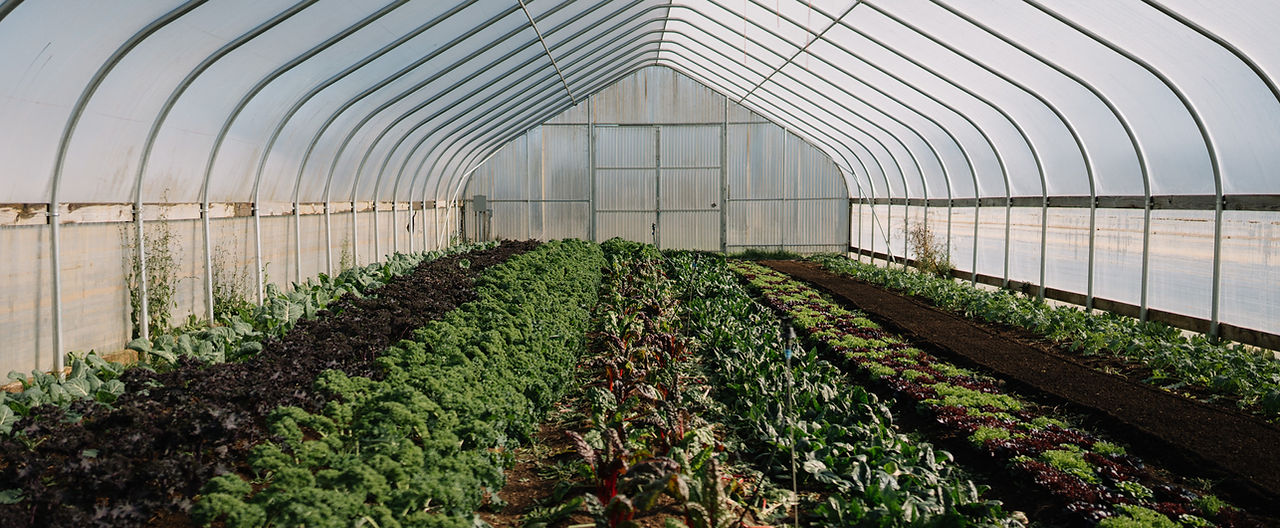 Fresh organic produce growing in a greenhouse at Deck Family Farm. Serving Eugene to Portland, OR with sustainably grown vegetables as part of our regenerative farming practices.