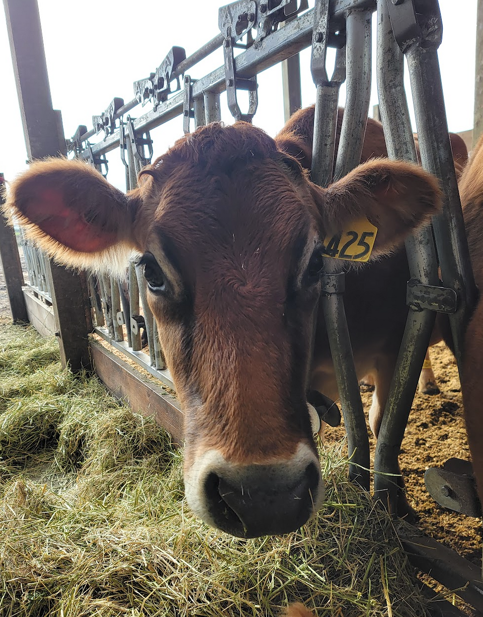 Catalan, dairy cow