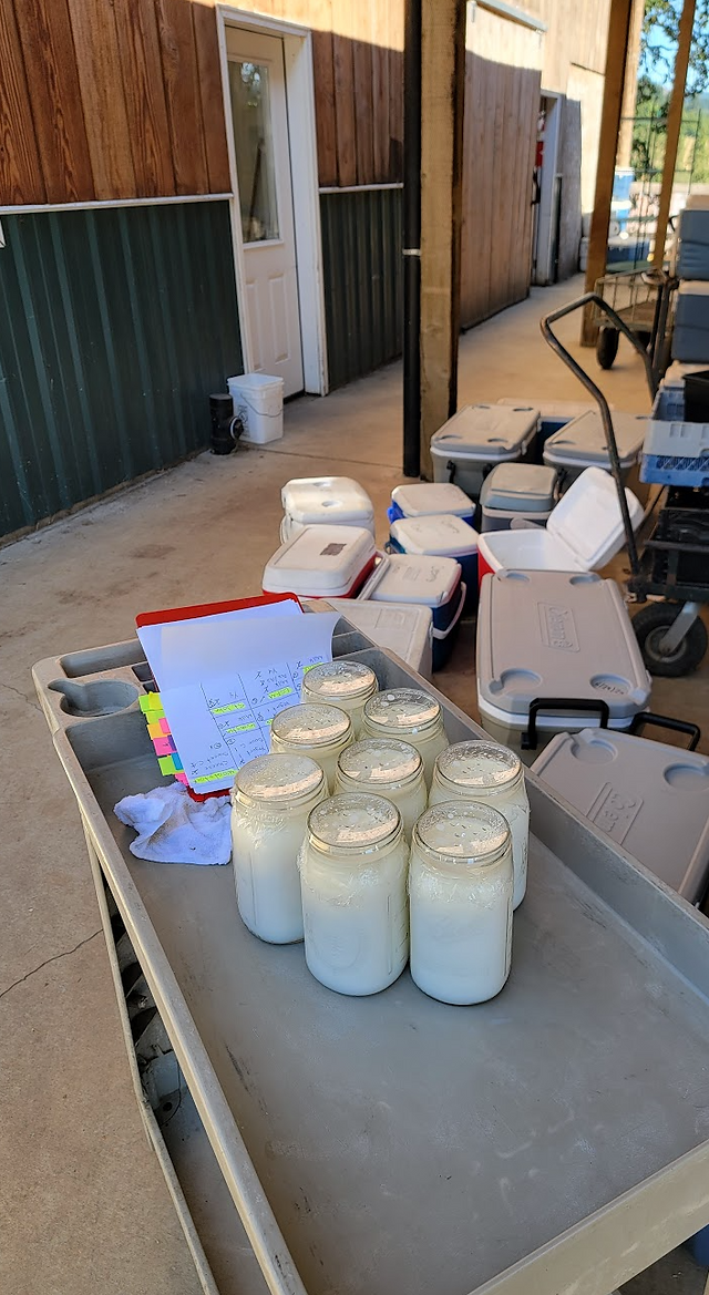 Dairy orders for the CSA customers