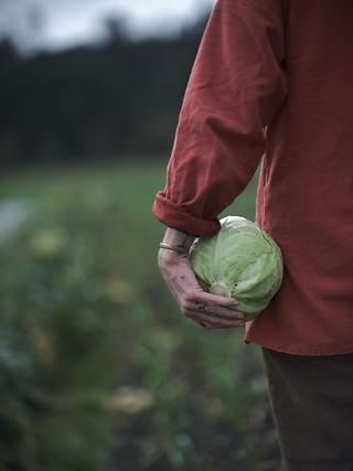 A nice head of cabbage
