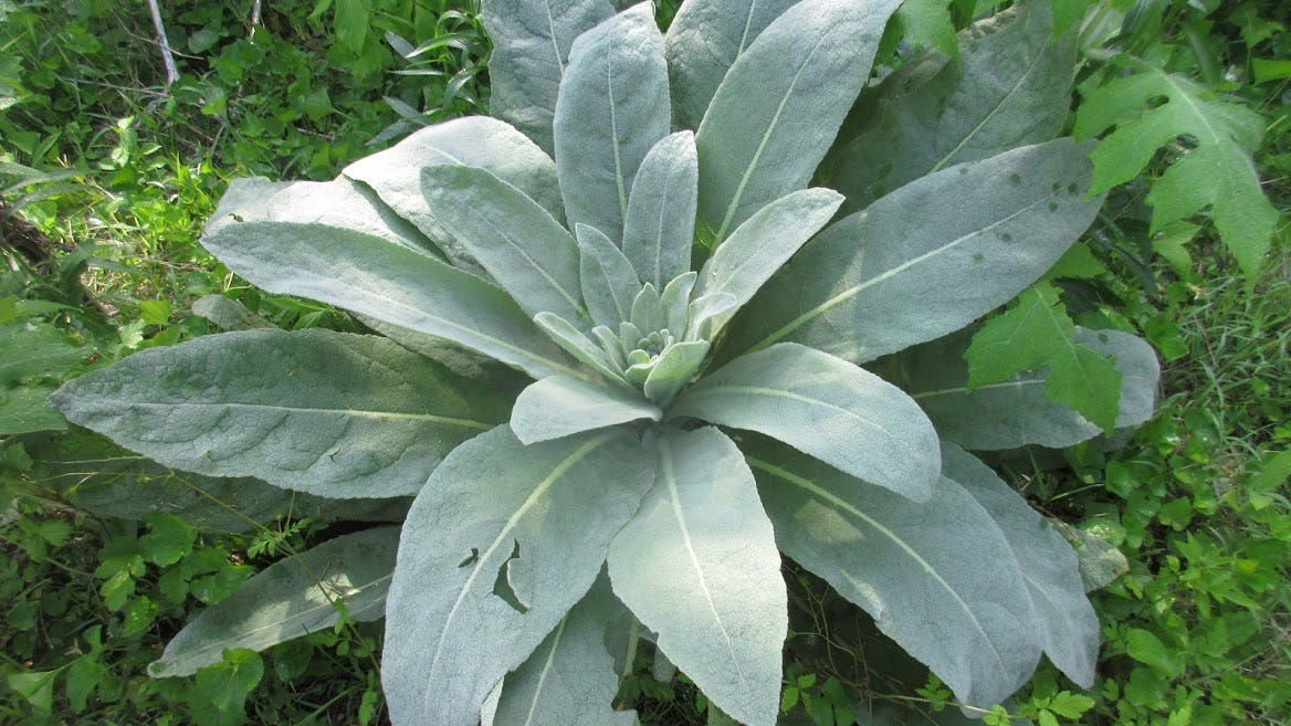 Dried Mullein Leaves