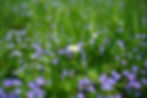 Foto Naturheilpraxis / Kräuter