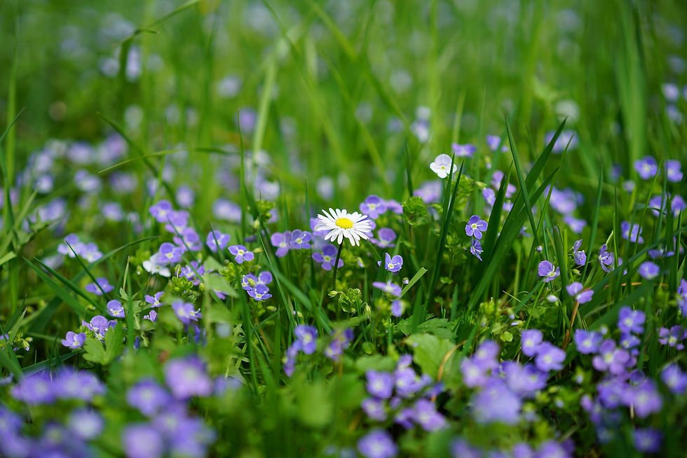 Foto Naturheilpraxis / Kräuter