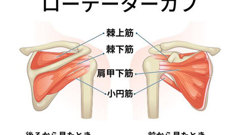 肩のインナーマッスル