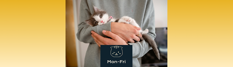 2:30PM Cat Lounge Session (Off Peak: Mon-Fri)