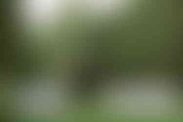 Outdoor wedding ceremony at The Farmhouse in Delaware featuring a wooden pergola with spring florals by The Wilmington Florist and a sun-drenched weeping willow backdrop.