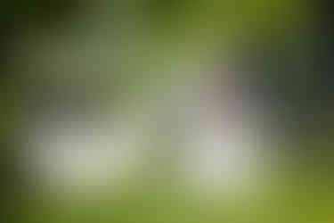 Wedding party and newlyweds posing on the brick pathway in front of the historic white estate at The Farmhouse wedding venue in Delaware.