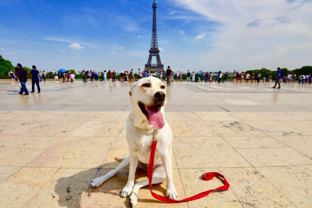 Un chien assis sur le parvis du Trocadéro avec la Tour Eiffel au loin derrière