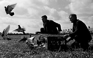 Pit - pidgeon racing - Copy.jpg